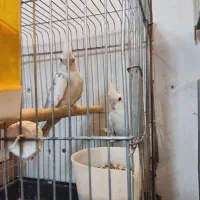 گرینجیک . عروس هلندی مرغ عشق . فنچ|پرنده|خوی, |دیوار