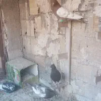 کفتر بهبهانی