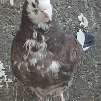 کبوتر کفتر|پرنده|الیگودرز, |دیوار