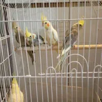 عروس هلندی|پرنده|تهران, صادقیه|دیوار