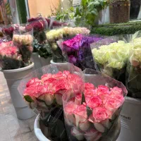 رز هلندی