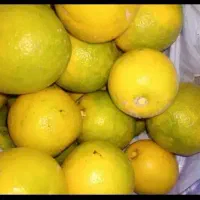 آب نارنج ارگانیک و کاملا طبیعی|خوردنی و آشامیدنی|تهران, طرشت|دیوار