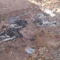 بوقلمون گوشتی|حیوانات مزرعه|پائین جام, |دیوار