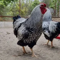 ویاندوت سیلور فقط جوجه