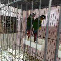 ملنگو،گرینجیگ،عروس مولدمعاوضه با متور سیکلت و نقره|پرنده|ارومیه, |دیوار