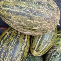 خربزه محولاتی فوری