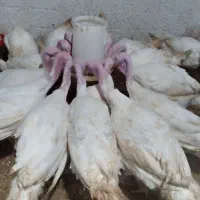 فروش بوقلمون بیوتی|حیوانات مزرعه|چالوس, |دیوار