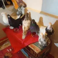 کبوتر رنگ|پرنده|قم, نوبهار|دیوار