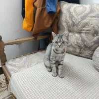 گربه خونگی اسکاتیش برتیش