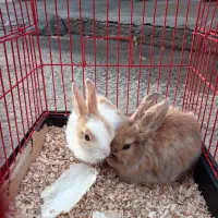 سلام فروش دوتا خرگوش یکی لوپ یکی معمولی با قفس