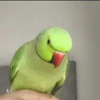 یک عدد طوطی ملنگو