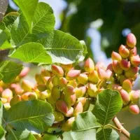 پیش فروش نهال پسته بادامی|خدمات باغبانی و درختکاری|بیجار, |دیوار