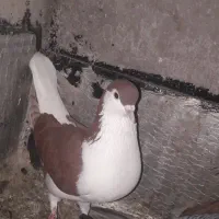 سه تا ساده|پرنده|نگین شهر, |دیوار