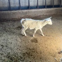 نر بز سانن پاژن سانن|حیوانات مزرعه|کوار, |دیوار