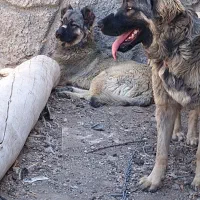 واگذاری یک جفت توله ۶ونیم ماه