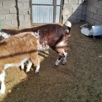 گوسفند بز کهره بره