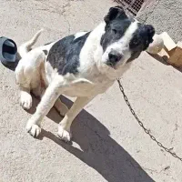 واگذاری سگ افغان