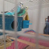 یک جفت مرغ عشق|پرنده|خاش, |دیوار