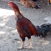 تخم مرغ نطفه دارلاری