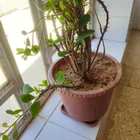 تعداد وسایل خانه فروش فوری به علت مهاجرت|حراج|آباده, |دیوار