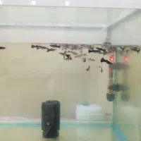 ۴۰ عدد ماهی گوپی فول بلک پیش مولد