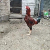 فروش مرغ و خروس لاری