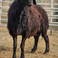 فروش چند میش