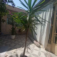 گل یوکا|گل و گیاه طبیعی|شیراز, گلشن|دیوار