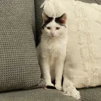 واگذاری دختر کوچولوی زیبا