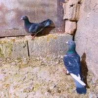 6تا کفتر خوب فروشی|پرنده|مشهد, هفده شهریور|دیوار