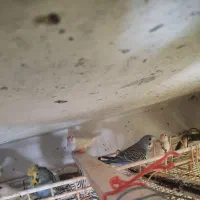 فنج بنگالی، مرغ عشق پروانه ی فنچ نرگسی سفید