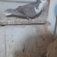 چهار عدد کفتر  دوتا نر دوتا ماده|پرنده|یزد, |دیوار