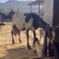 بز پاکستانی