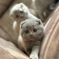 گربه اسکاتیش و بریتیش لیلاک