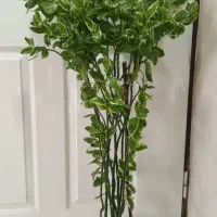 گل های طبیعی