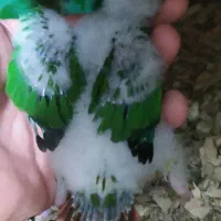 گرینچیک سرلاکی|پرنده|ساوه, |دیوار