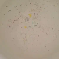 ماهی های گوپی