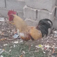 خروس