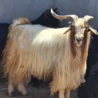 فروش بز نر(سورن)  سالم و سنگین‌وزن