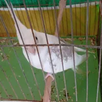 عروس هلندی دوکت