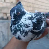 سینه سیاه ماده کاکلی / جوانه سوسکی فر کاکلی|پرنده|مشهد, میعاد (شهرک غرب)|دیوار