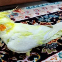 یک جفت عروس هلندی