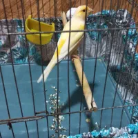 قناری رسمی|پرنده|خرمشهر, |دیوار