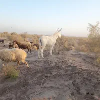 کره خر ماده|حیوانات مزرعه|سبزوار, ابارش|دیوار