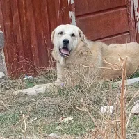 سگ پژدر