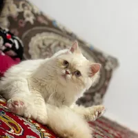 گربه پرشین ترکی