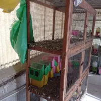 قفس جفت خون|لوازم جانبی حیوانات|بوشهر, |دیوار