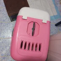 پرشین کت ماده سفید|گربه|ارزوئیه, |دیوار