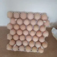 تخم مرغ لاری