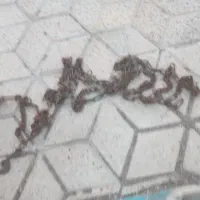 زنجیرچرخ